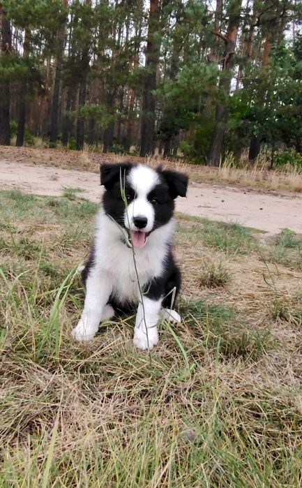Border Collie ZKwP FCI