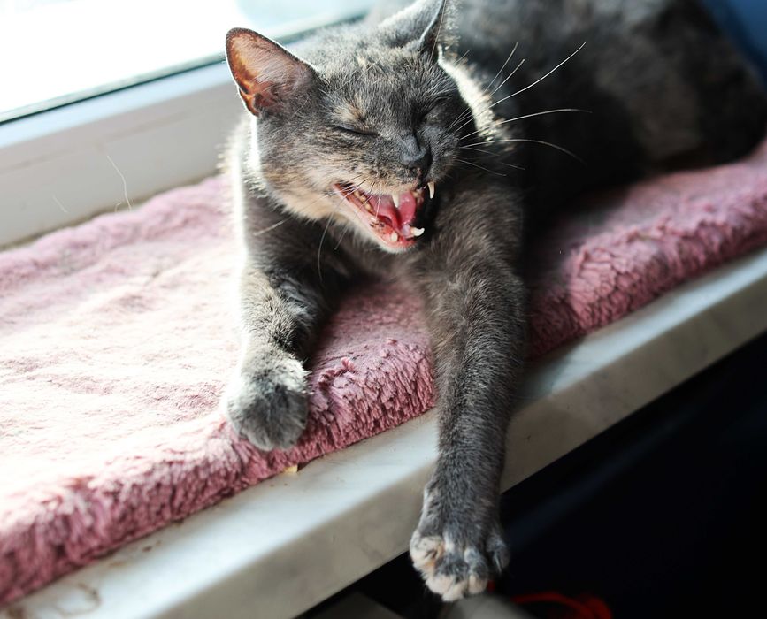 Popatrz jakie Cudne Koty potrzebują domu- wspólnego oczywiście.