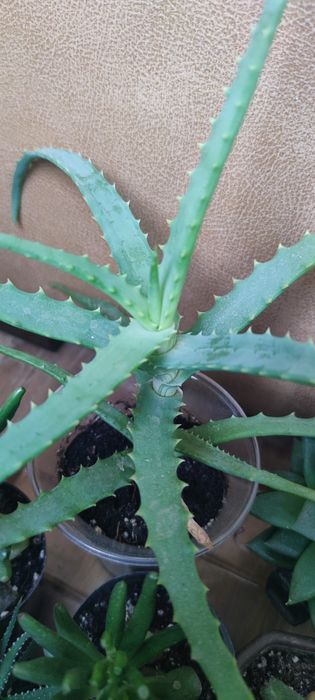 алоє лікувальне вазон