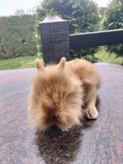 króliki miniaturki niebieskie (kolor kota brytyjskiego) oraz karzełki