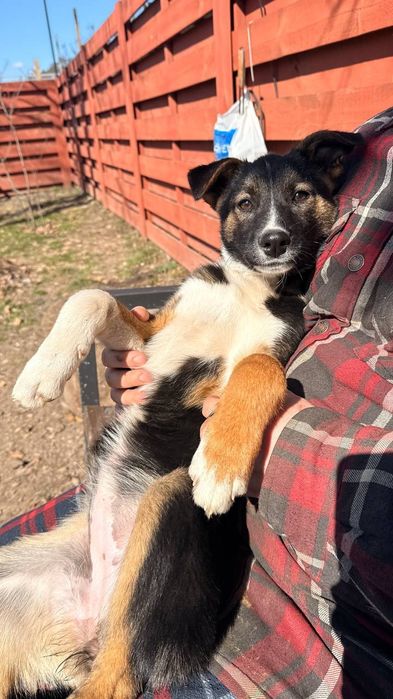 Метис вівчарки, дівчинка