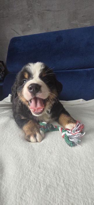 Berneński pies pasterski