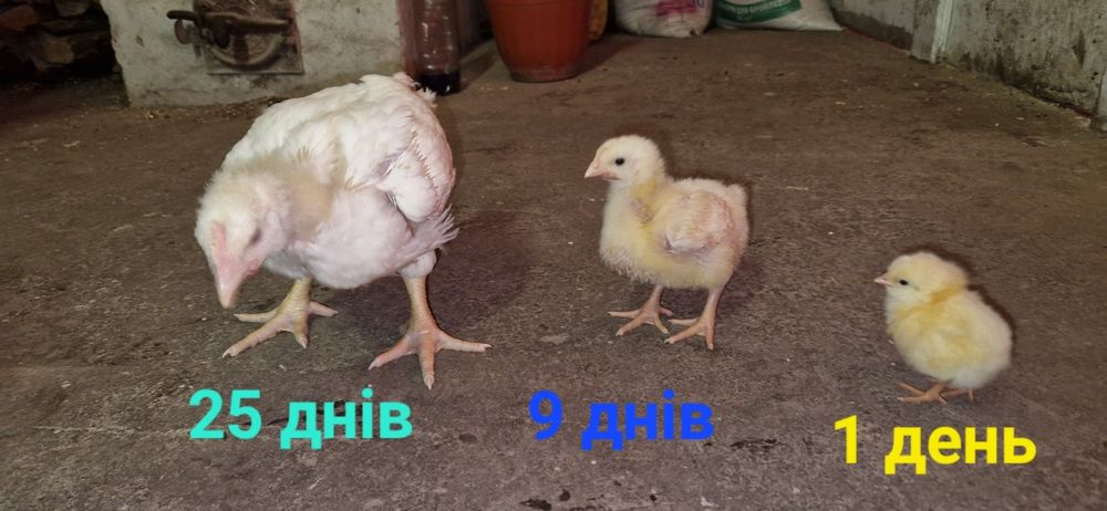 Продаж курчат різних видів.