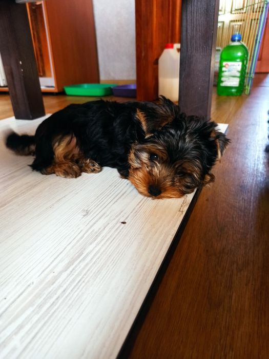 Йоркширский терьер щенки.