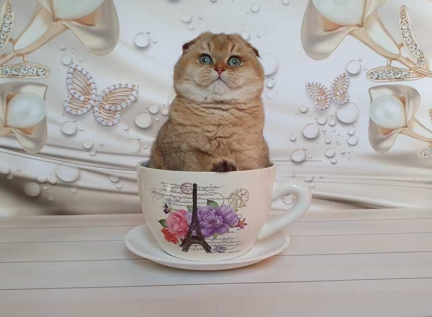 Эксклюзивный золотой кот в поисках невесты