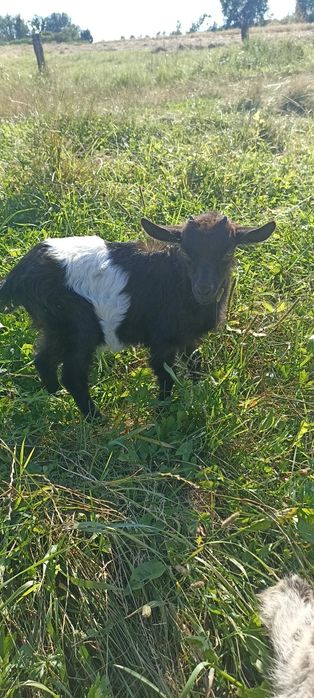 Продам козу дойну и також козенят