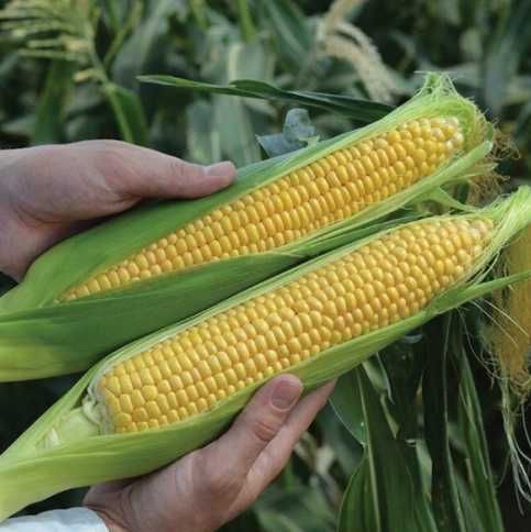 Насіння кукурудзи  ЛІСКАМ F1 5000шт LYSKAM F1  Семена кукурузы