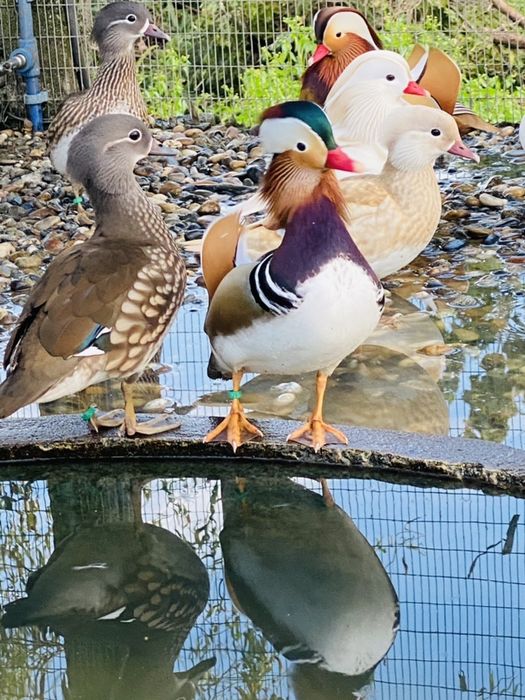 Patos mandarim/carolino, e outros.