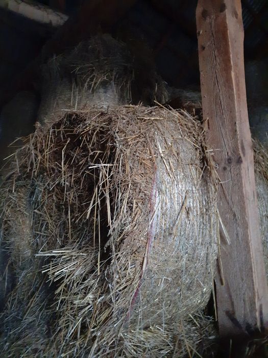 Słoma pszenno  - żytnia w rolce oraz owies Samuraj