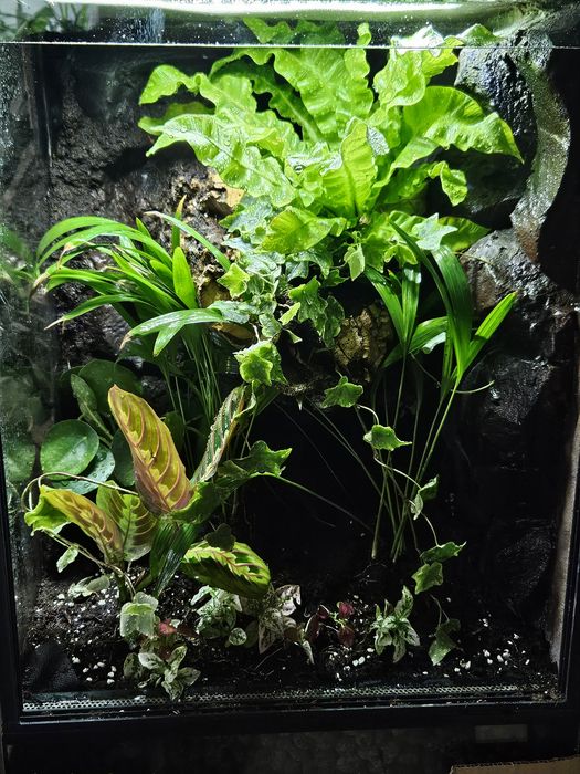 Terrarium tropikalne 40x40x60 gekon orzęsiony