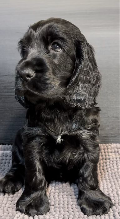 Cocker Spaniel macho 2 meses
