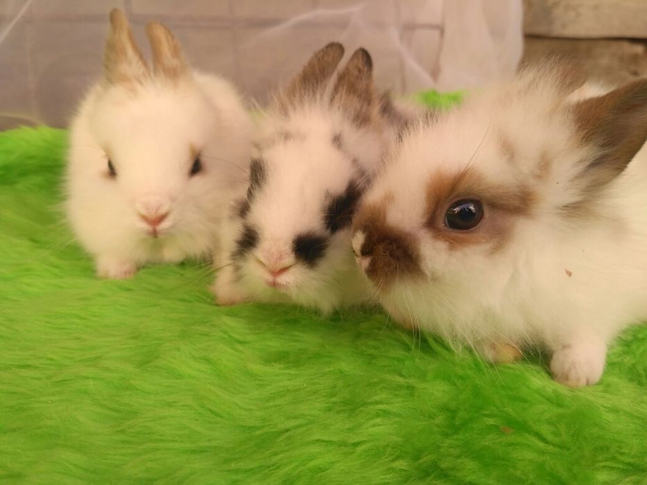 Декоративні кролики