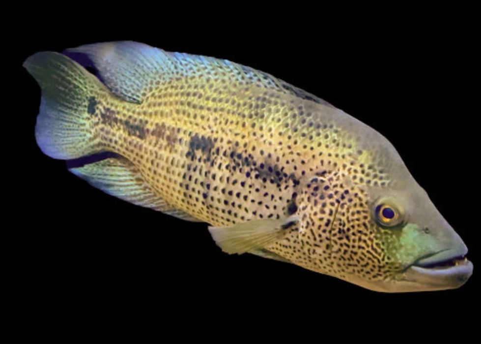 Parachromis dovii ( ciclideo lobo)