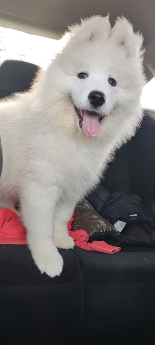 Samoyed uroczy chłopiec