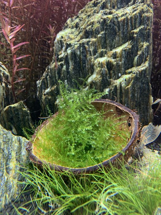Mech jawajski jawa moss duża porcja
