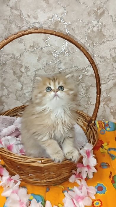 Золота шиншила шикарний хлопчик