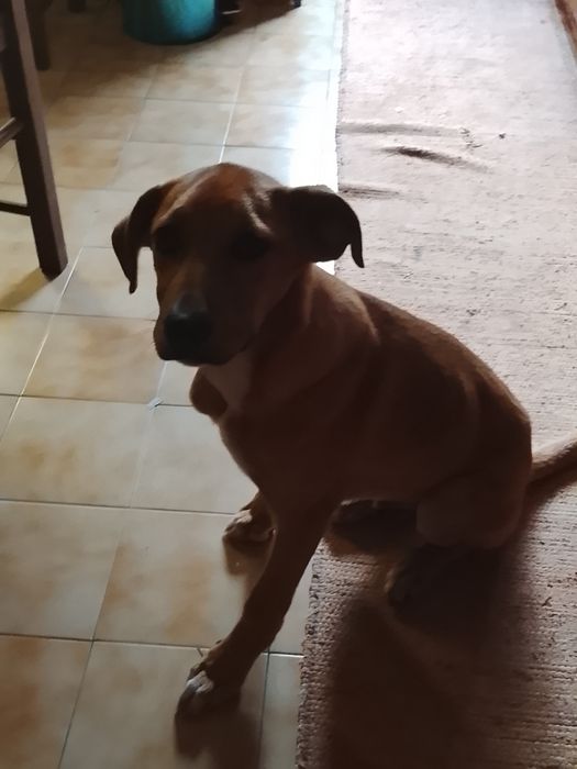 Cãozinho pra adoção