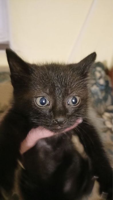 Кошеня безкоштовно