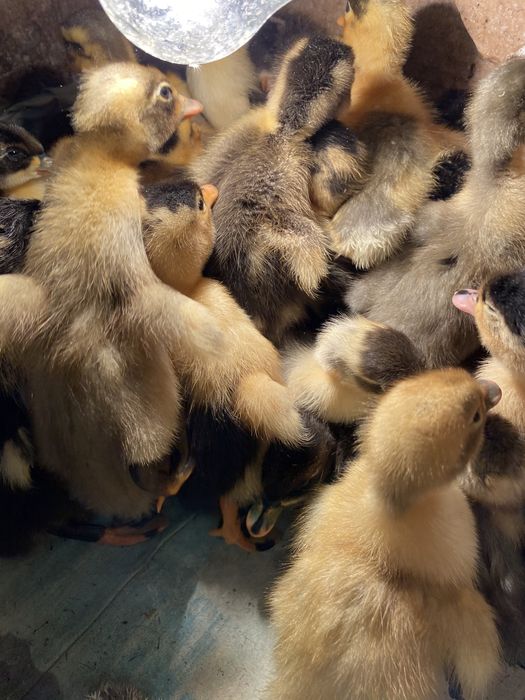 Каченята башктрка, фаворит