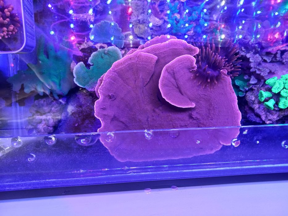 Montipora talerzowa czerwona duża