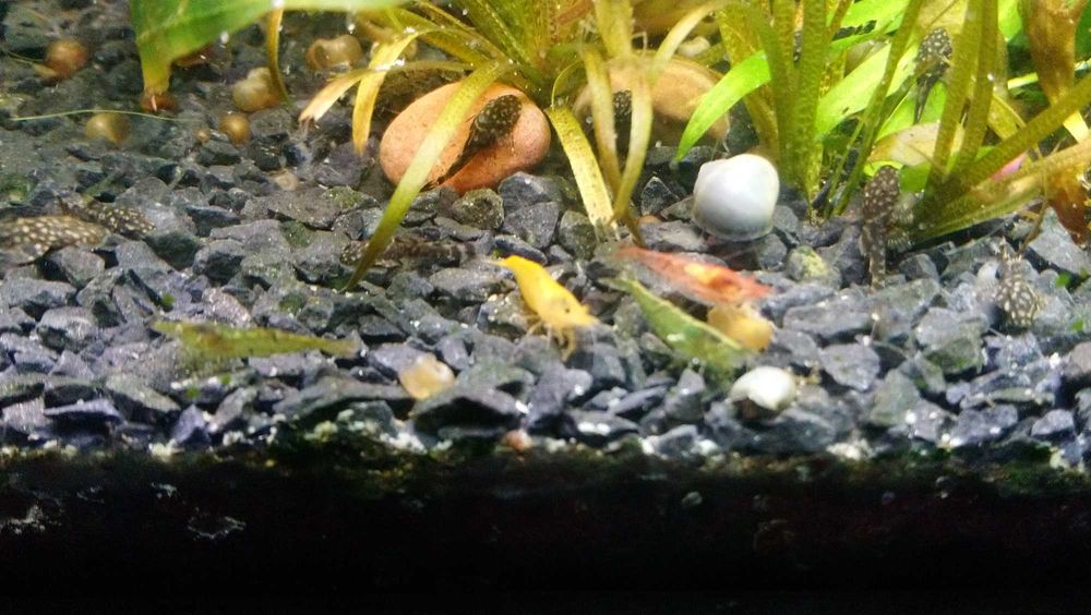 Krewetki neocardina  do akwarium