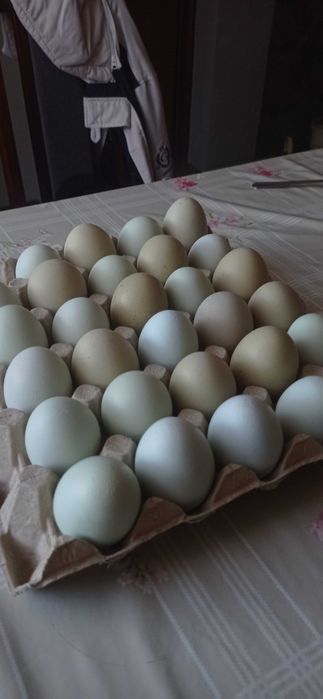 Jajka lęgowe od kur grenshell