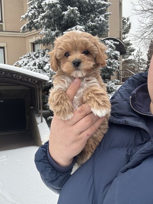 Цуценята  мальтипу  в Києві