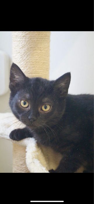 Młody Amarant szuka domu