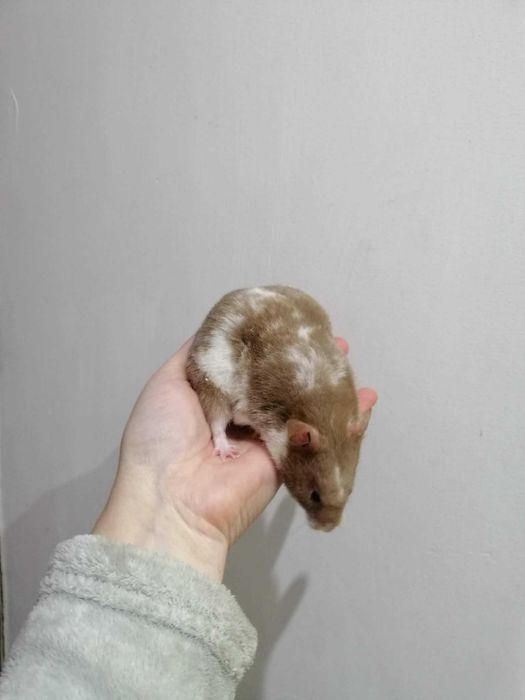 Chomik syryjski długowłosy oraz krotkowlosy