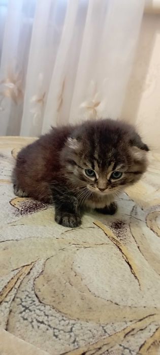 Котики шотландской вислоухой