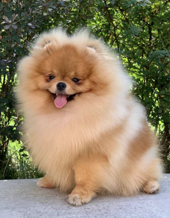 Померанський шпіц .Кобель 7 міс. КСУ