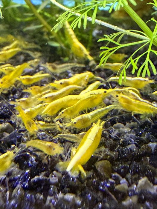 Neocaridina Yellow Golden Back