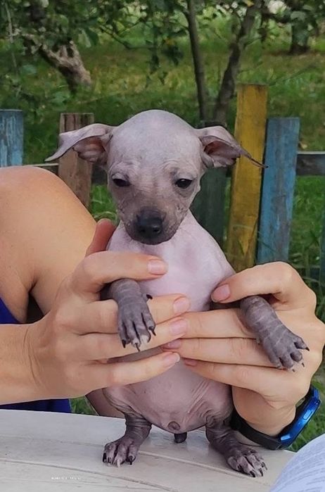 Ксоло мальчики голые