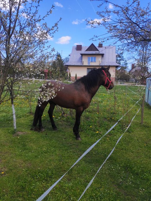 Redukcja stada koni rasy huculskiej