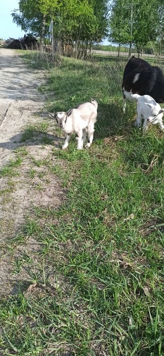 Камерунские козочки