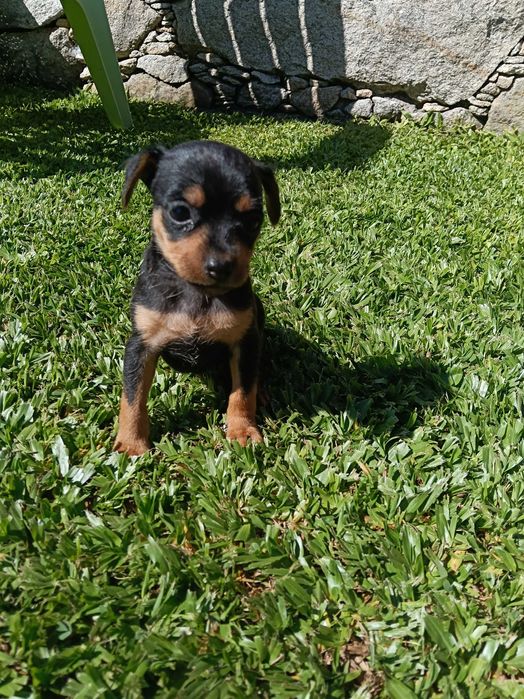 Fêmea pinscher linda