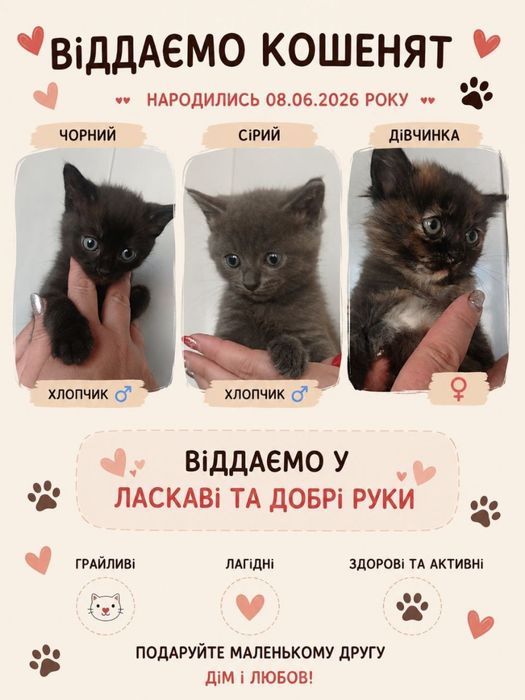 Кошенята шукають дім
