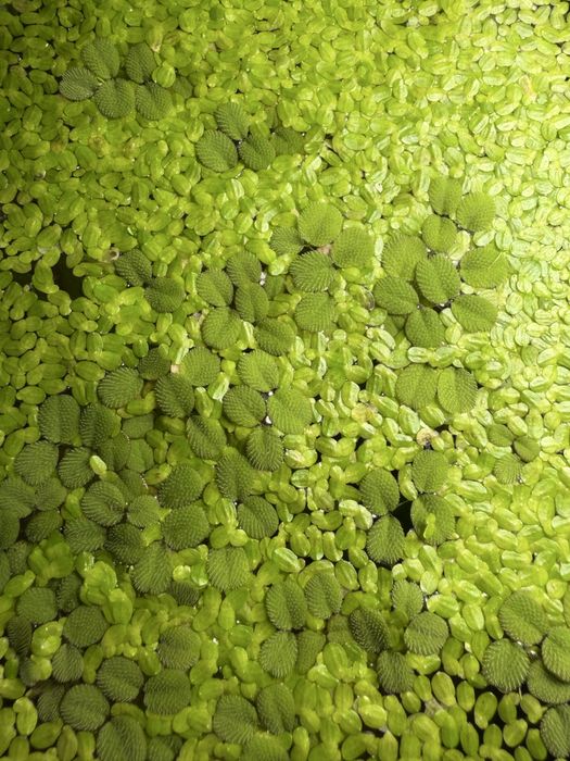 Salvinia i rzęsa wodna