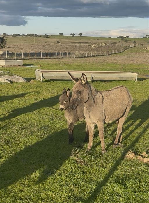 Burro anao com 8 meses