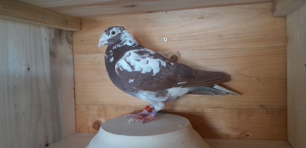 Gołębie pocztowe meulemansy