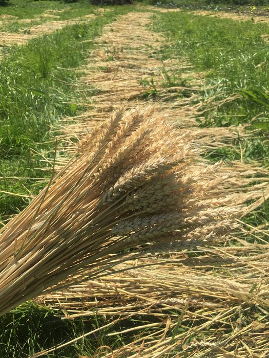 продам колоски пшениці, жита
