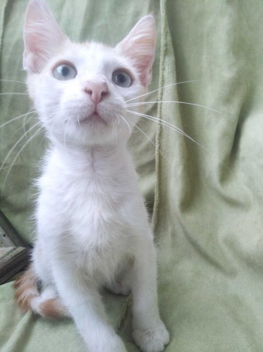 Котята рыжики в добрые руки бесплатно
