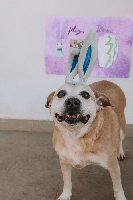 Joca foca só para amar . Sou um cão de sofa sim!