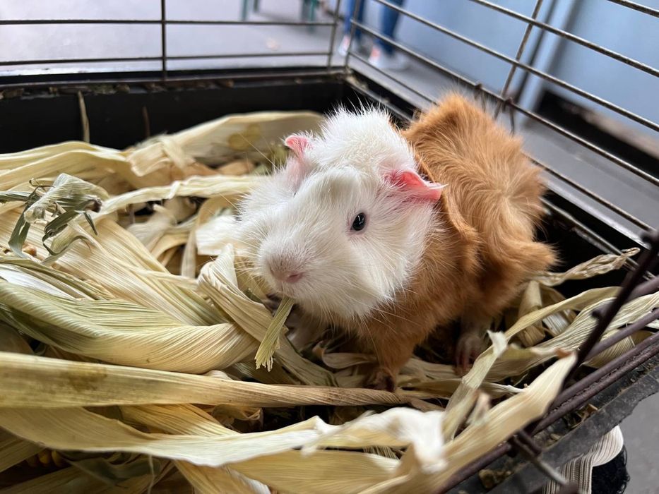 Морська свинка (від 1 місяця) | Все для домашніх тварин