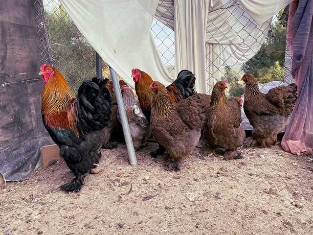 Яйце на інкубацію. Курчат. Кохінхін - срібло, куріпчаста, смугаста.