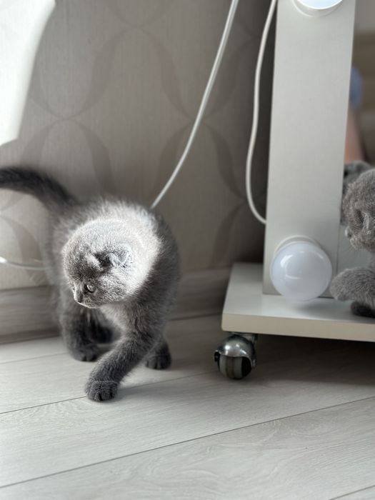 Шотландские котята на подарок  ! Вислоухие котята !Самые лучшие !!!
