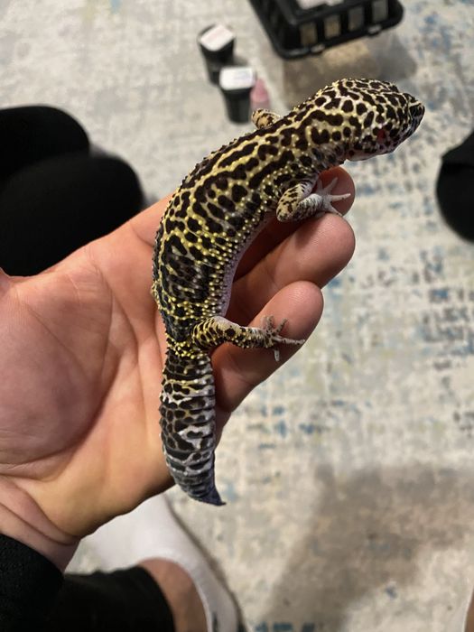 Gekon Lamparci z terrarium