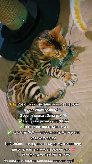 Пропонуємо чудового леопардика — хлопчик, 4 місяці