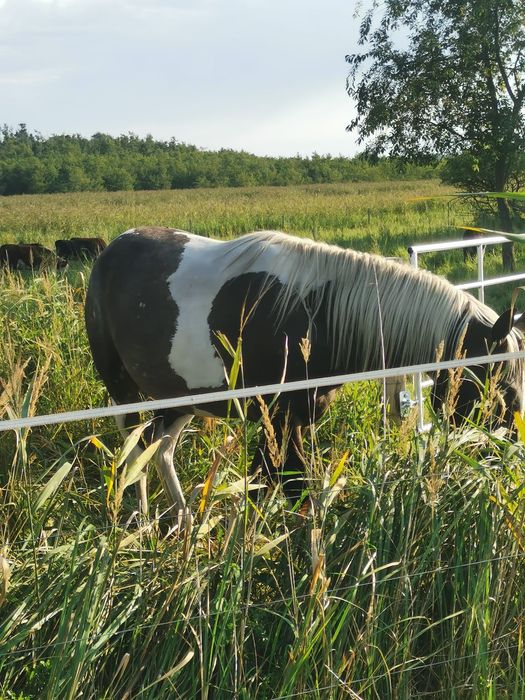 Klacz  malopolska 3 lata