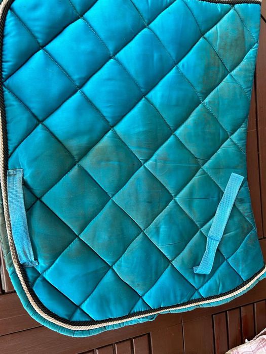 Czaprak Apelles Since 2016